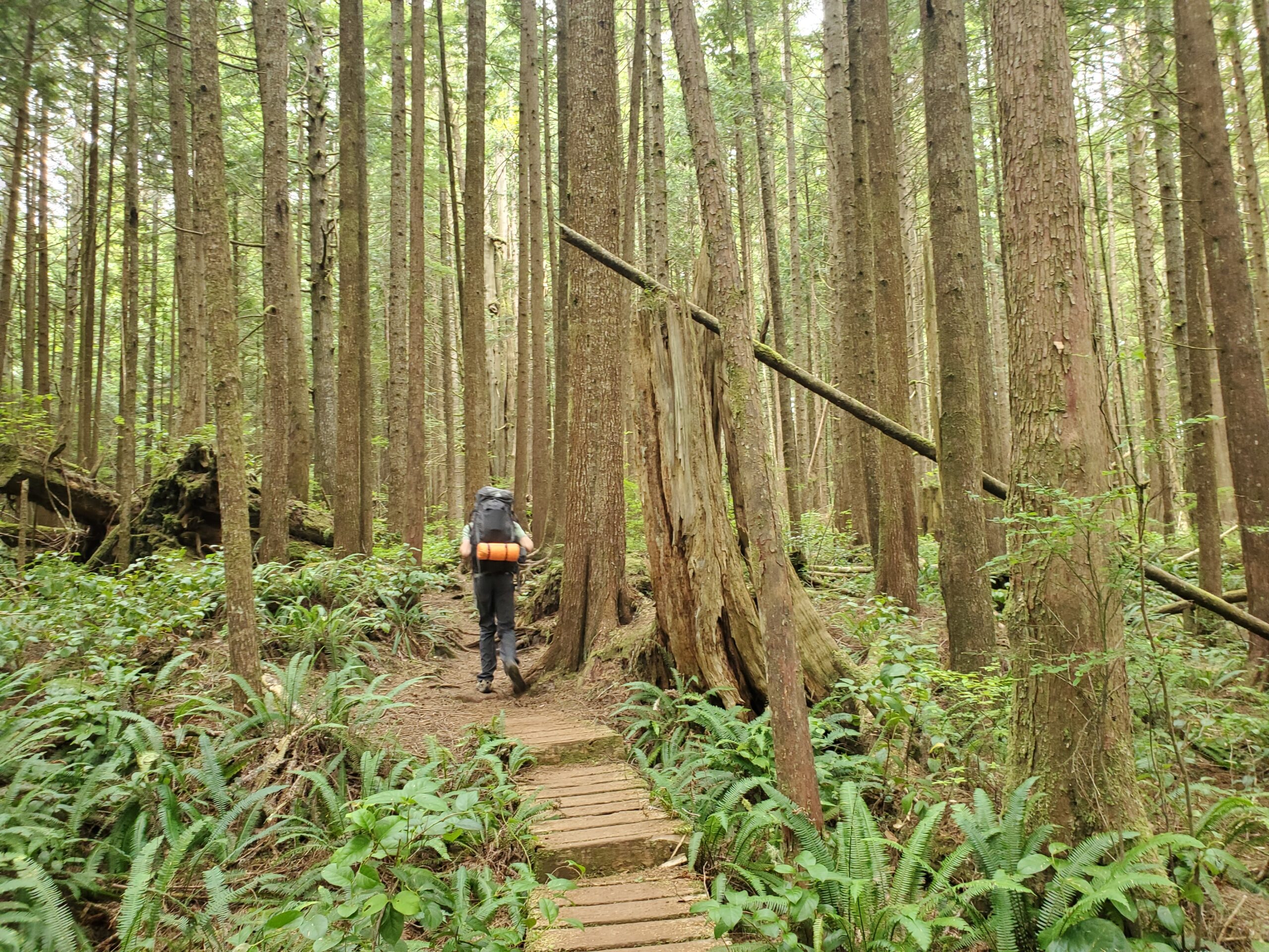 A photo of a backpacker hiking on a trail, through a forest of trees covered in bits of green moss, while the ground is covered in green leafy plants.