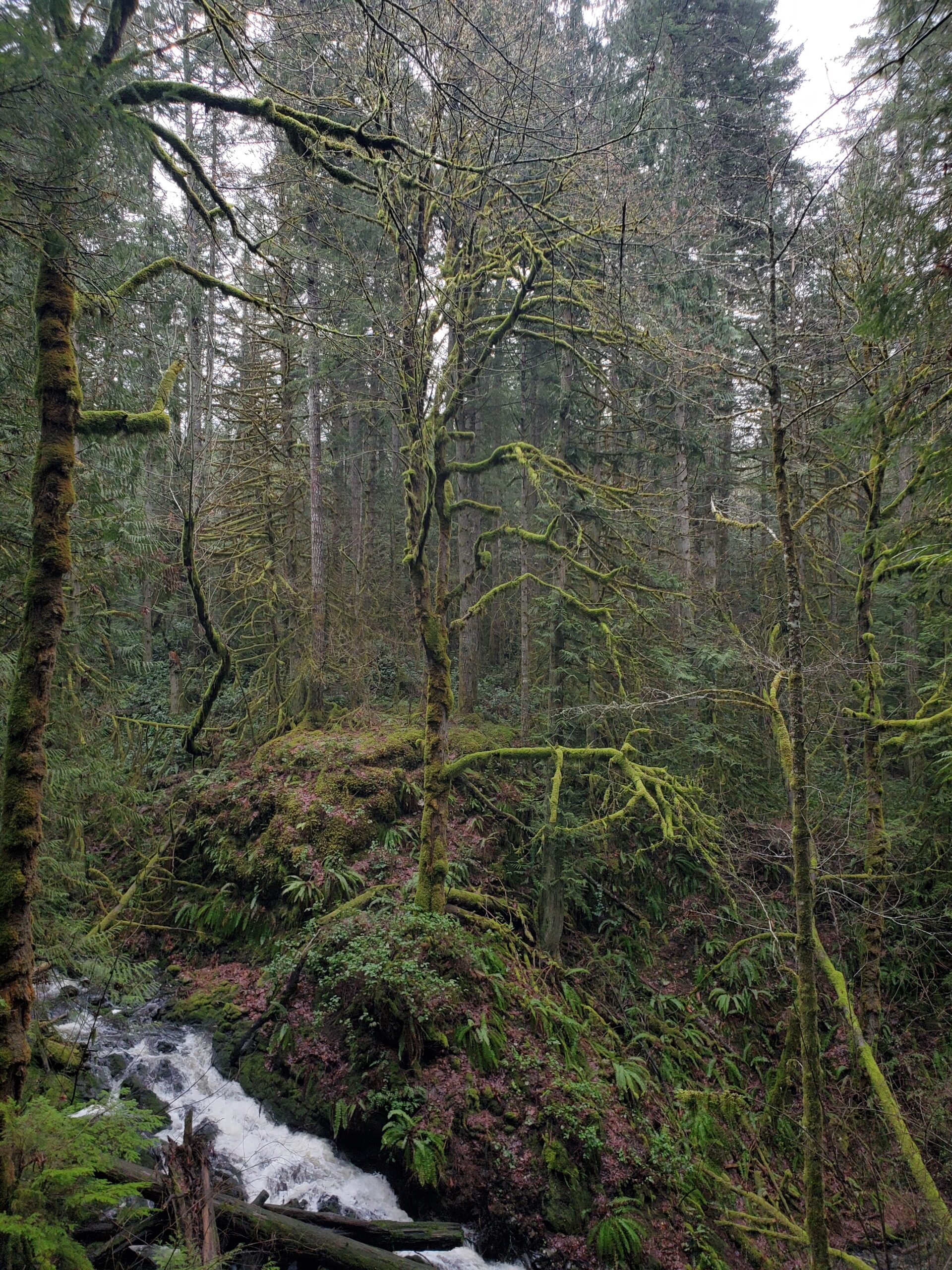 A giant, leafless tree within the forest. Covered from top to bottom with a green moss, just like everything else in the nearby vicinity.