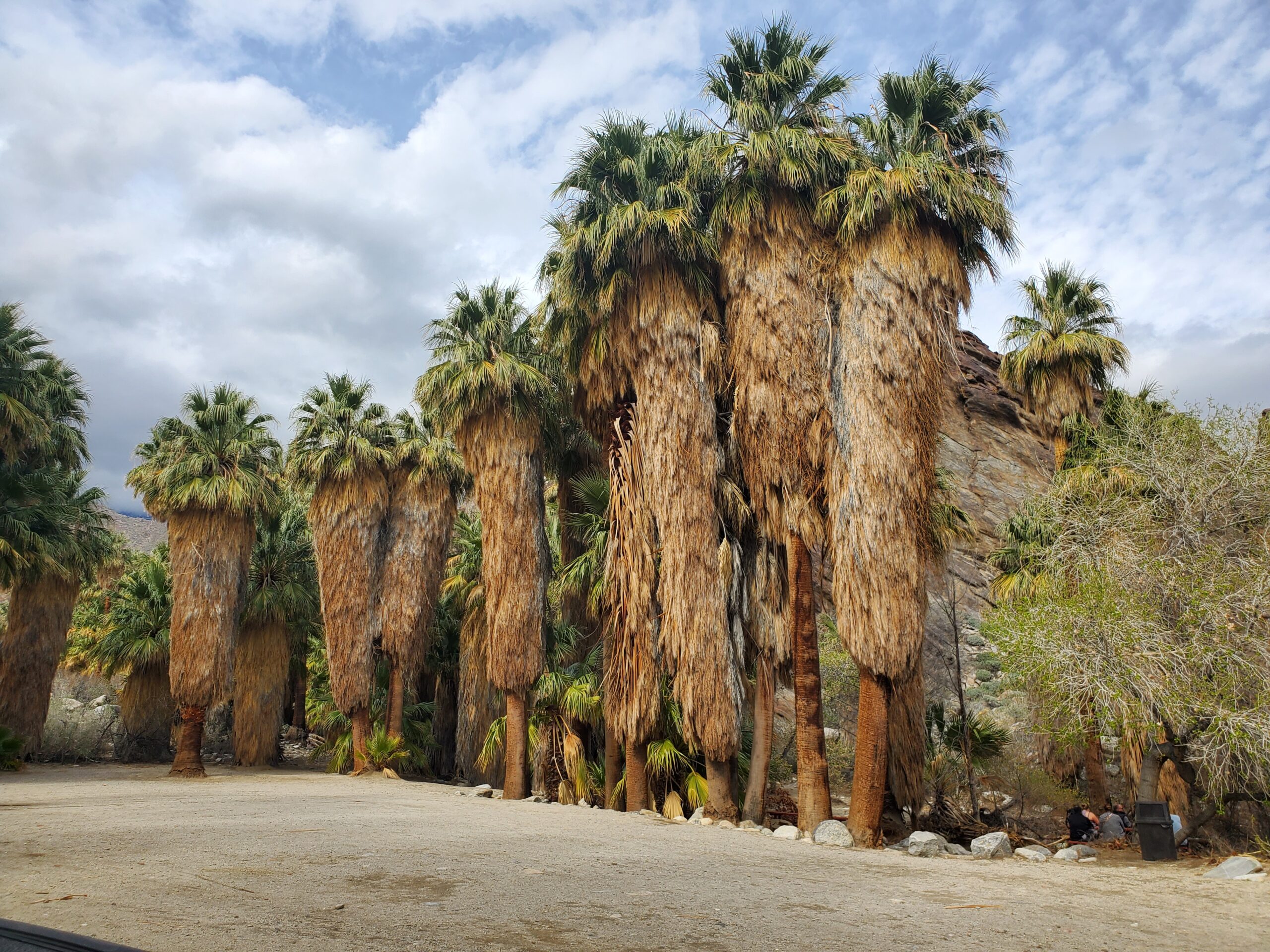 A close up picture of the bushy California Fan Palm trees. Imagine a traditional palm tree, but with a think skirt of a bark-like material hanging down from the top of the tree. The green leafy top still remains but the skirt is a lighter brown colour.