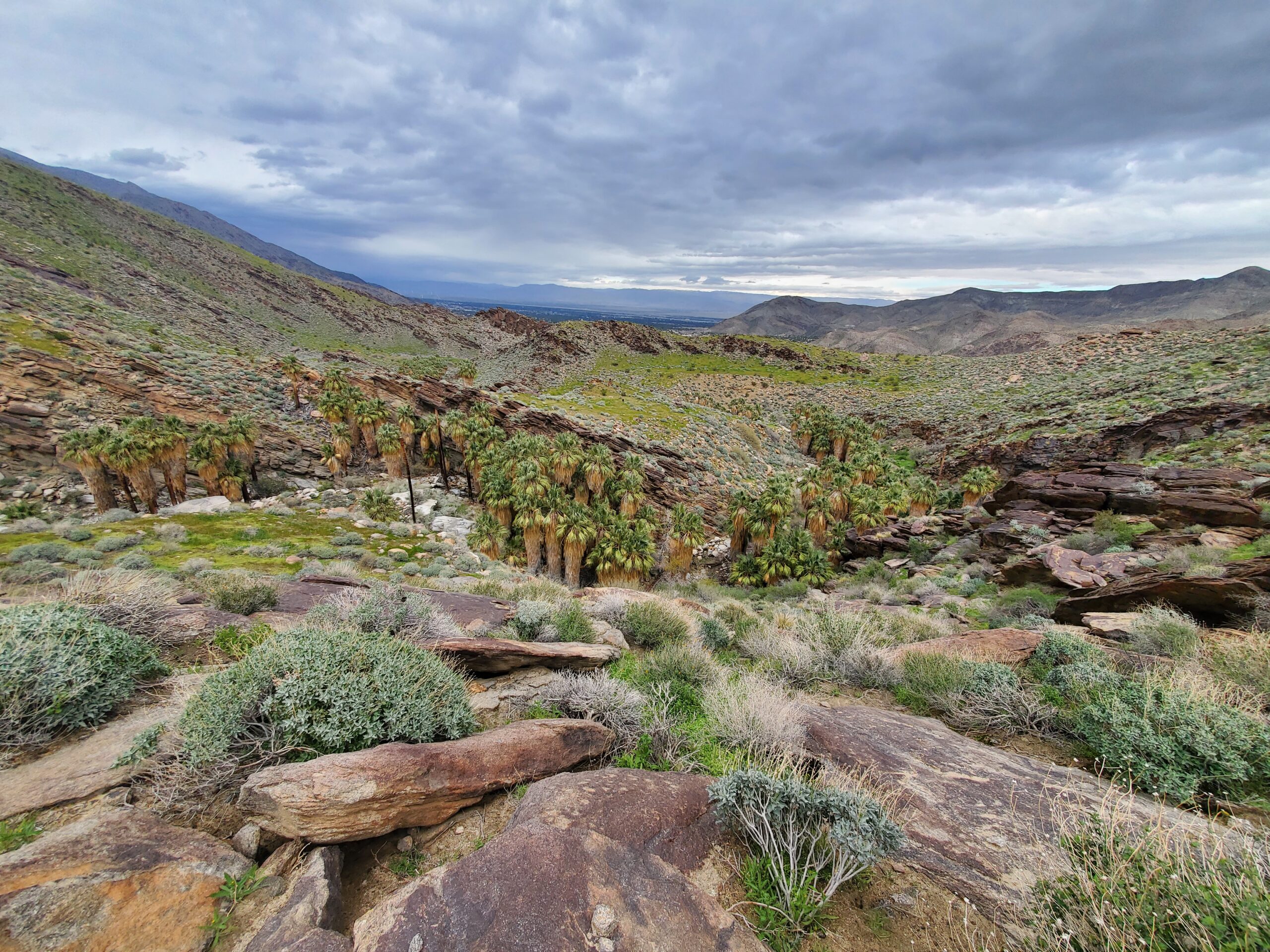 A photo from the Murray Canyon Trail in California. The photo shows a ravine of bushy California Fan Palm trees surrounded by a rocky landscape. Beyond the ravine there are rolling hills of patchy bush and grass.