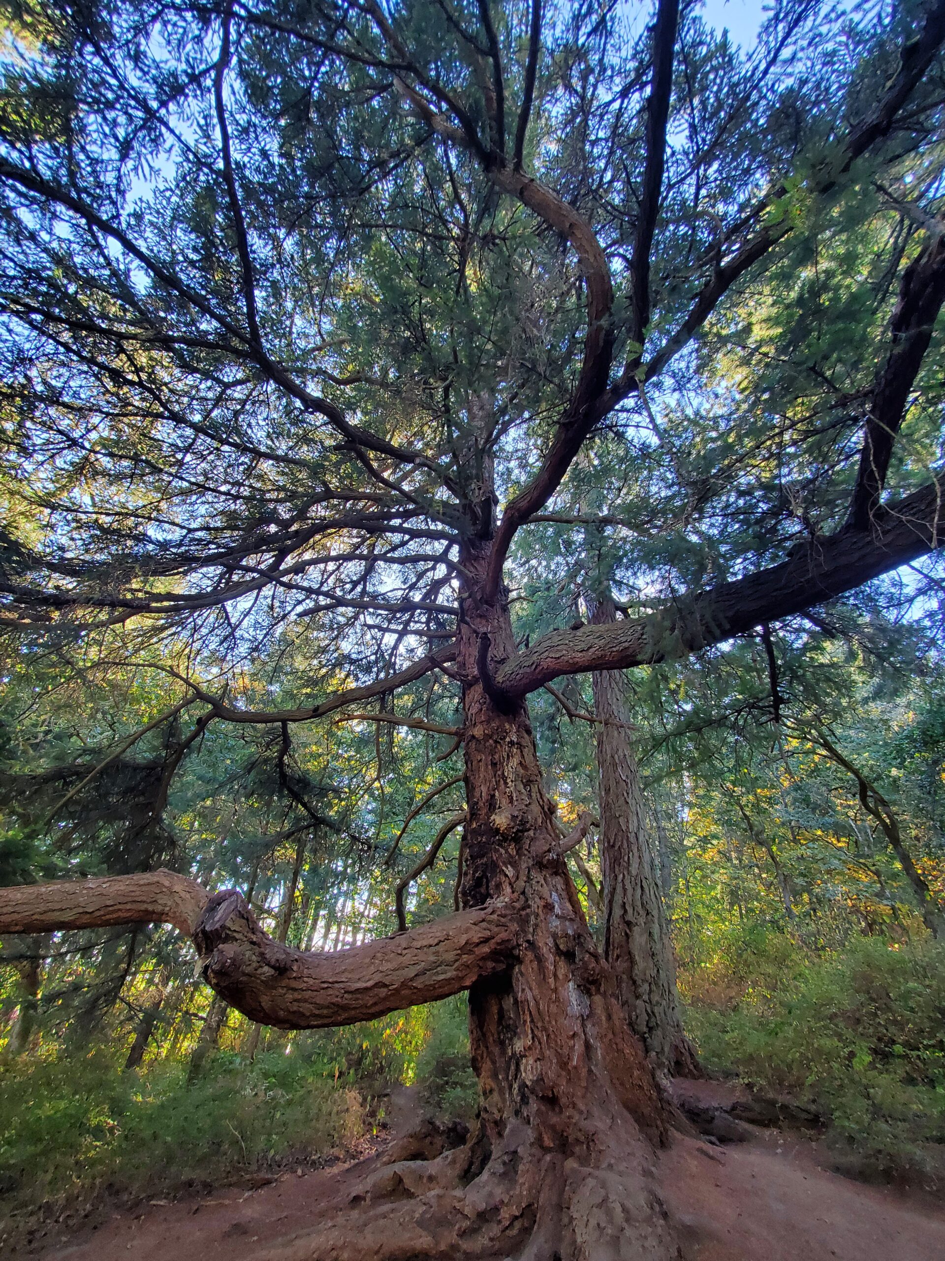 A massive trunk of a tree, with branches shooting out in all different directions. I believe it's a spruce tree.