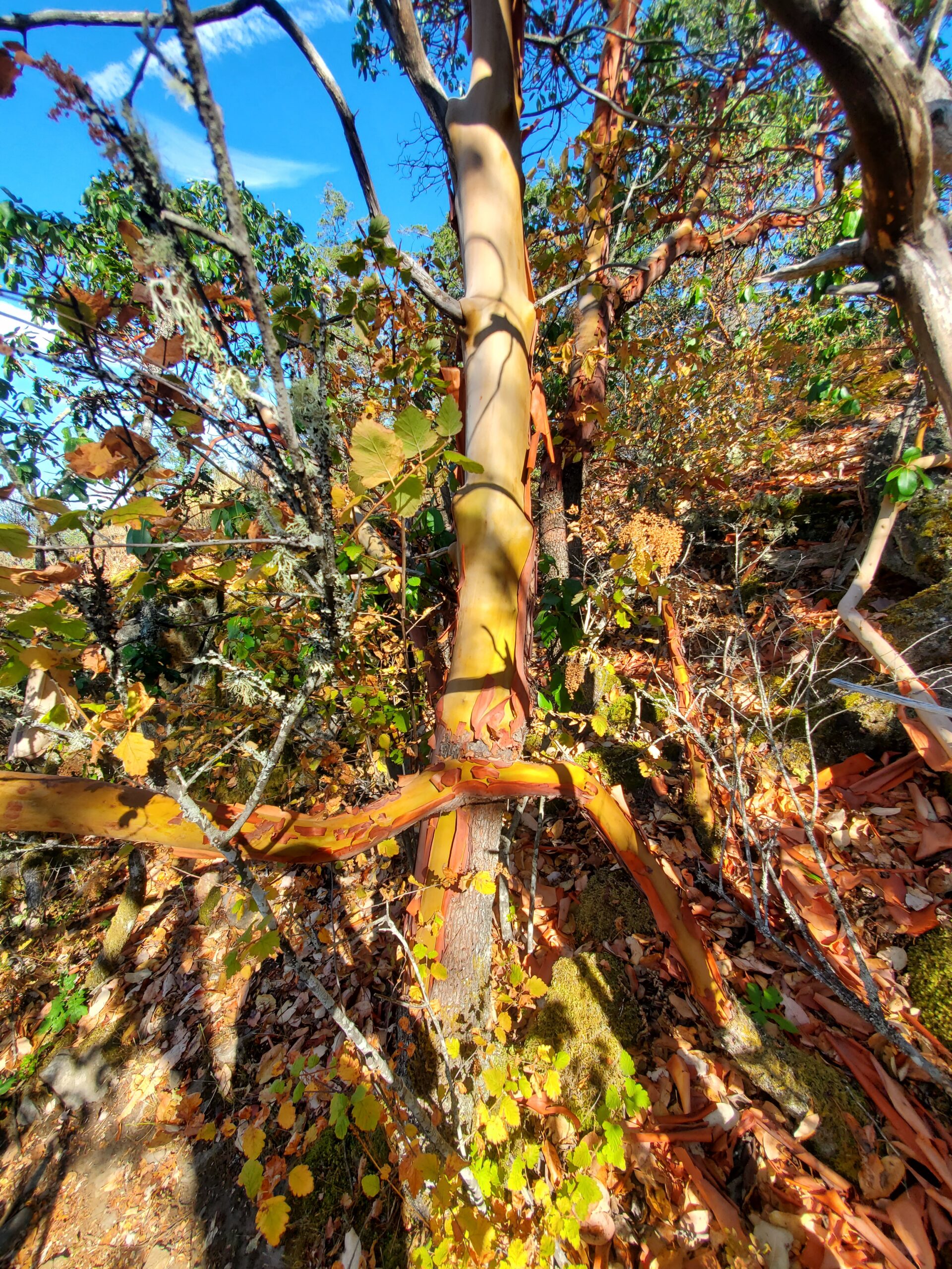 An orange, yellow, and tan coloured Eucalyptus tree with exposed bark. There are leaves and other trees all around the plant.